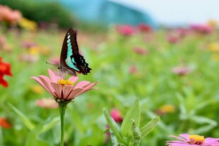 蝶舞花丛中