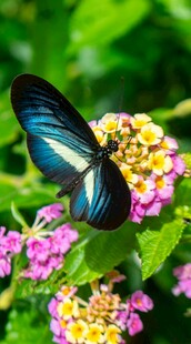 蓝蝶停驻繁花间