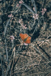 花丛中休憩的橙色蝴蝶