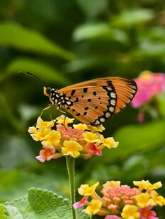 蝴蝶停驻多彩花朵上
