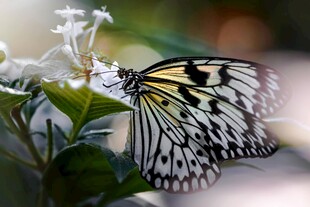 蝴蝶停驻白花绿叶间
