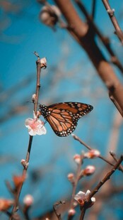 蝴蝶停驻于花枝间