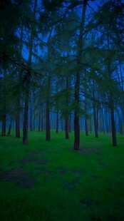 静谧森林夜景