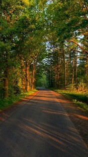 林间阳光小道静谧美景
