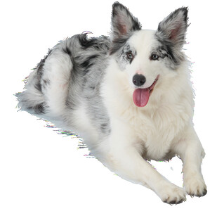 趴着的边牧犬
