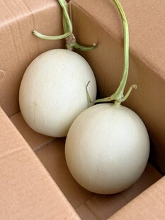 玉菇香瓜