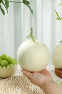 手捧新鲜白皮甜瓜