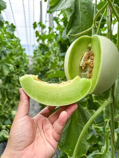 玉菇香瓜
