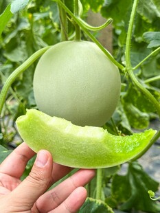 手捧甜蜜绿甜瓜果肉