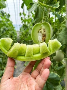 玉菇香瓜甜