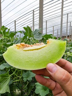 手捧鲜切绿瓤甜瓜