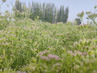 绿意盎然的野外植物景观