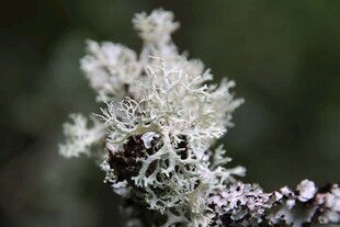 白色绒毛状植物特写