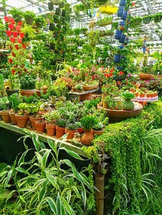 多彩盆栽植物展示