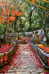 秋日林间步道铺就红叶景