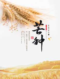 芒种             