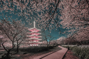 樱花下的东京塔美景