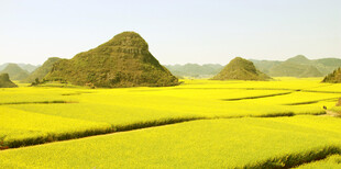 金黄稻田与锥形山丘美景