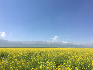 金黄油菜花田的辽阔美景