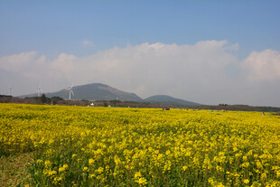 金黄油菜花海与远山美景