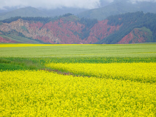 金黄油菜田与远山美景