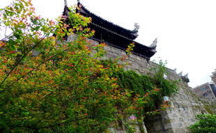 古建旁繁茂绿植景观