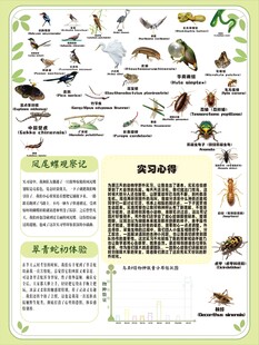 动物学野外实习海报