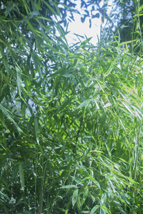 茂密翠绿的竹子景象