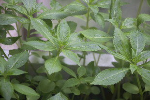 凤仙花植物特写
