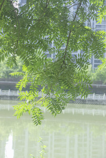 河畔黄连木垂枝映碧水