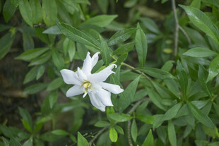 白色栀子花