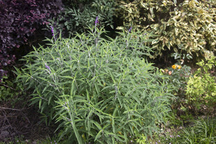 花园中的墨西哥鼠尾草