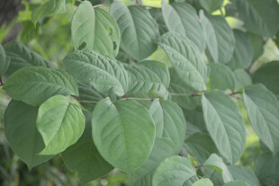 虎杖翠绿繁茂的叶片特写
