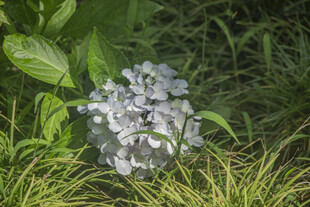 八仙花淡紫色花朵