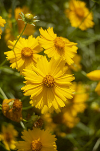 金鸡菊