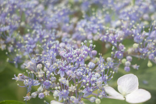 八仙花紫色花卉特写