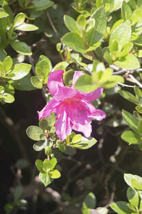 夏鹃娇艳粉色花朵绽放绿叶间