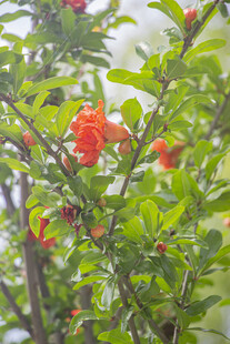 枝头绽放的鲜艳红色石榴花朵