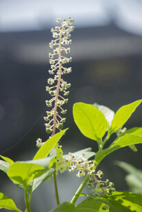 北美商陆花序