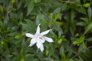 白色栀子花小花绽放绿叶间