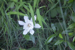 栀子花的白色花朵