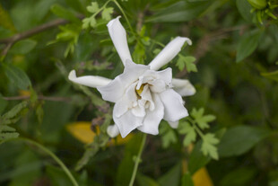 白色栀子花绽放的清新花朵
