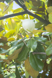 广玉兰白色花苞