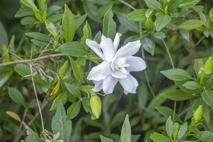洁白栀子花绽放绿叶间
