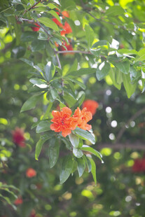 枝头绽放的鲜艳橙红色石榴花朵