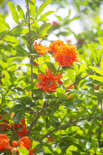红色石榴花