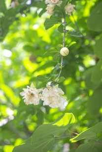 白色石榴花花朵与绿叶