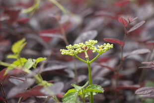乌蔹莓花序