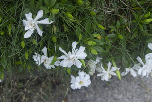 栀子花白色清新小花