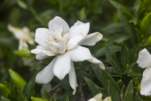 洁白栀子花绽于绿叶间